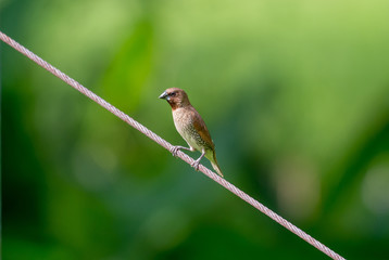 Scaly-breasted Munia