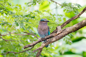 Indian roller or Blue jay