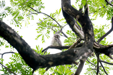Fototapeta na wymiar cute spotted owl