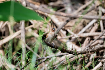 Scaly-breasted Munia