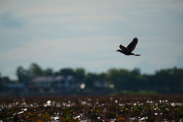 Purple Swamphen in wetlands Thale Noi, one of the country's largest wetlands covering Phatthalung, Nakhon Si Thammarat and Songkhla, South of THAILAND.