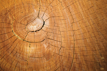 Wood texture of cutted tree trunk