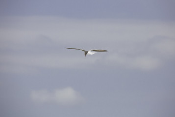 Fototapeta na wymiar A black headed gulls flying in the sky