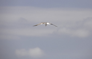 Fototapeta premium A black headed gulls flying in the sky