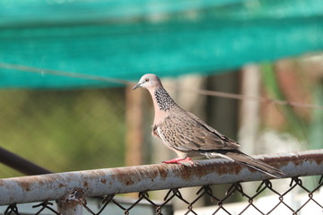 Birds in the capital