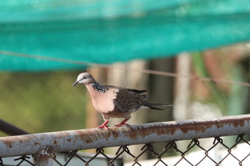 Birds in the capital