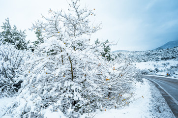 Amazing wintry scene with snowy trees and hills covered with snow.