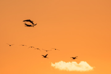 Silhouette von Kranichen am Abendhimmel
