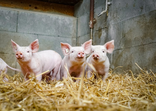 Alternative Schweinehaltung - drei junge Ferkel im Stroh