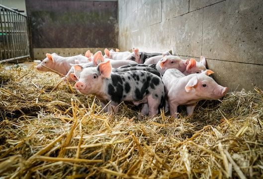 cute group of young piglets in straw 