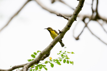 Olive-backed sunbird or Yellow-bellied sunbird