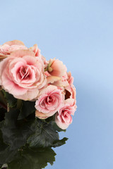  blooming begonia ,beautiful delicate flowers