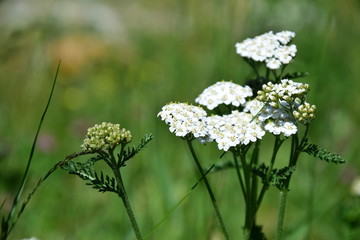 Schafgarbe, Heilkraut