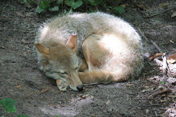 Sleeping Fox