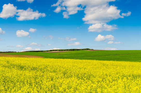 Yellow oilseed rape field under the blue sky with sun