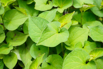 Houttuynia cordata kwon as fish mint or Plu Kaow Thai herbal medicine