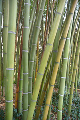 Bambous verts au jardin en été