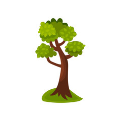 Summer deciduous tree vector Illustration