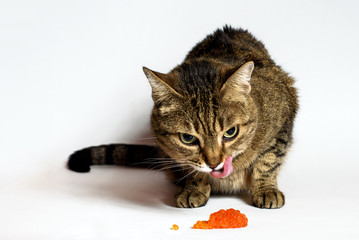 adorable cat with red caviar on white background