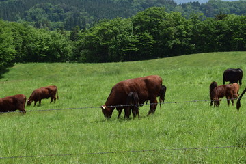 牛の放牧
