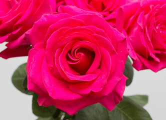 roses on white background