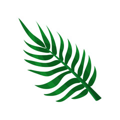 Fototapeta na wymiar Green areca palm leaf vector Illustration
