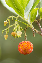 Strawberry tree fruit