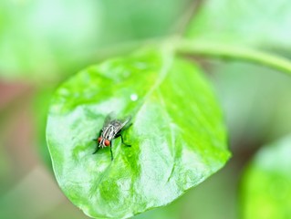 Insect on green leaf