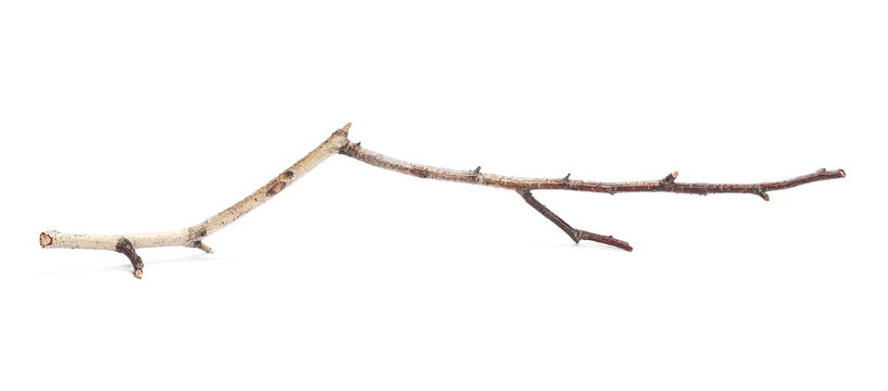 Dry birch branch isolated on white background