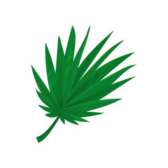 Green fan palm leaf vector Illustration