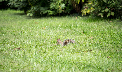 Squirrel in the Distance 