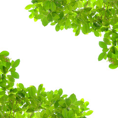Green leaves frame isolated on white background