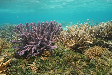 Naklejka na ściany i meble Acropora staghorn corals underwater, south Pacific ocean, lagoon of Grande Terre island, Oceania, New Caledonia
