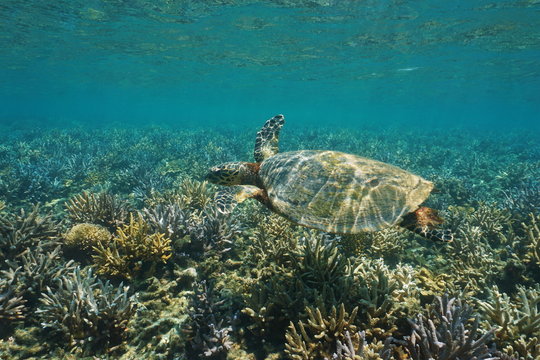 A hawksbill sea turtle Eretmochelys imbricata, underwater on a shallow coral reef, south Pacific ocean, New Caledonia, Oceania