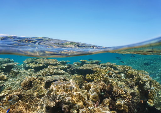 Above and below sea surface, stony coral reef underwater and blue sky split by waterline, New Caledonia, south Pacific ocean, Oceania