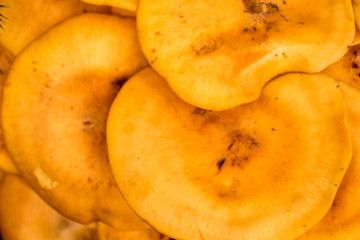 Close Up - Orang-ish Yellowish / Omphalotus olearius