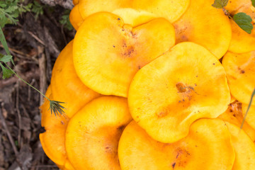 Close Up - Orang-ish Yellowish / Omphalotus olearius 2