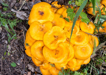Orang-ish Yellowish / Omphalotus olearius