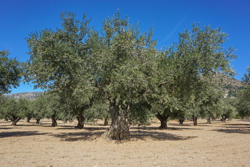 Spain Catalonia olive grove, Mediterranean, Roses, Alt Emporda, Girona
