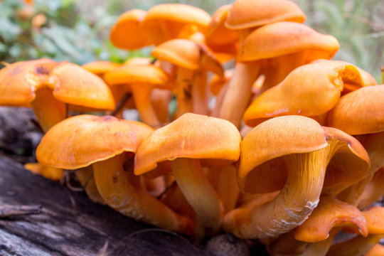 Yellowish / Mushrooms
