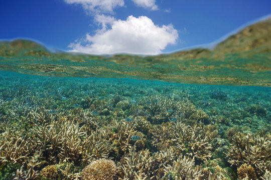 Shallow coral reef with fish below water surface and blue sky with cloud above waterline, south Pacific ocean, New Caledonia, lagoon of Grande Terre island, Oceania