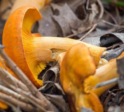 Close Up Jack O’Lantern Mushrooms 3