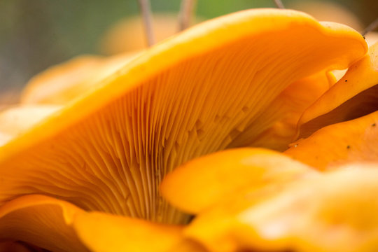 Close Up Jack O’Lantern Mushrooms 3