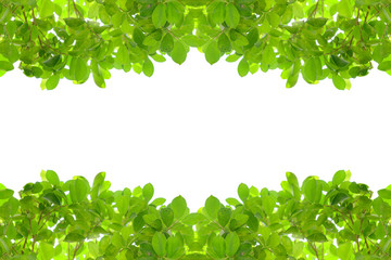 Green leaves frame isolated on white background