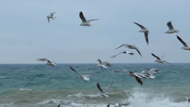 gulls and storm