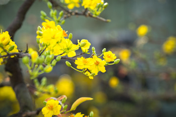 Yellow apricot blossom