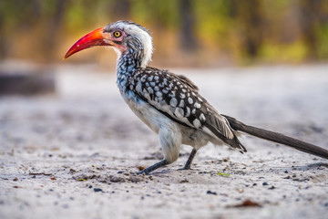 Red-billed hornbill, Moremi Game Reserve, Okavango Delta, Botswana