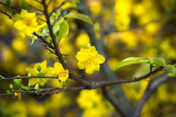 Yellow apricot blossom