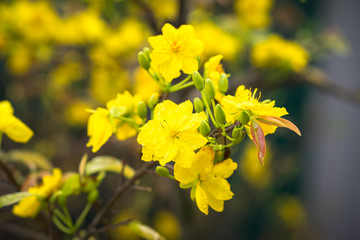 Yellow apricot blossom