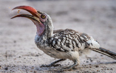 Obraz premium Red-billed hornbill, Moremi Game Reserve, Okavango Delta, Botswana